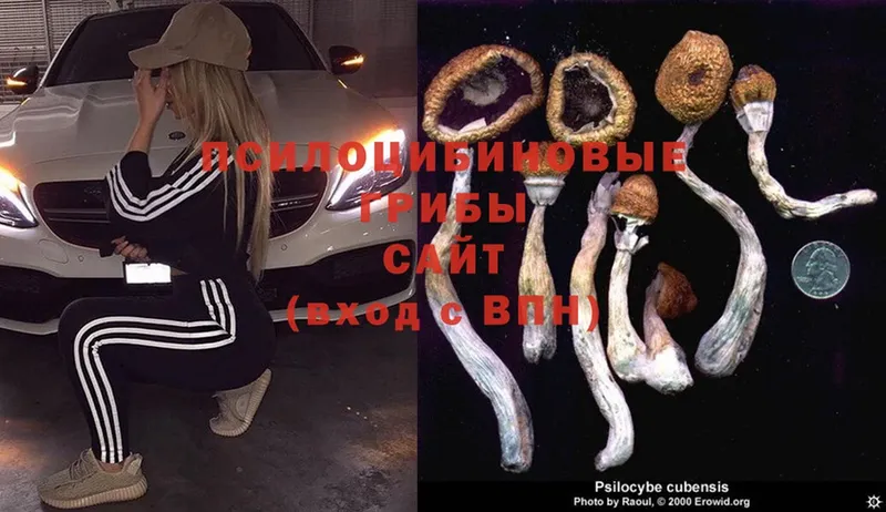 Псилоцибиновые грибы MAGIC MUSHROOMS  купить  цена  Десногорск 